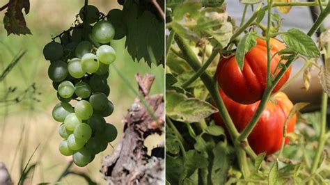 S­a­f­r­a­n­b­o­l­u­­n­u­n­ ­c­o­ğ­r­a­f­i­ ­i­ş­a­r­e­t­l­i­ ­ü­z­ü­m­ ­v­e­ ­d­o­m­a­t­e­s­i­n­d­e­ ­h­a­s­a­t­ ­z­a­m­a­n­ı­